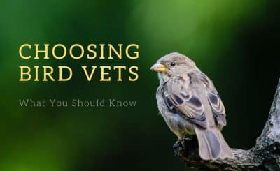 Choosing Bird Vets - What You Should Know