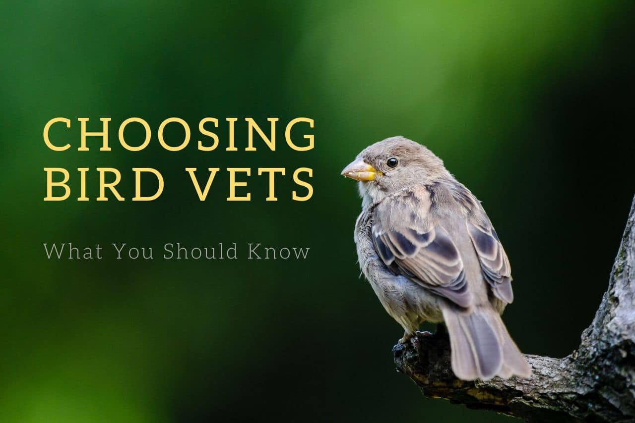 Choosing Bird Vets - What You Should Know