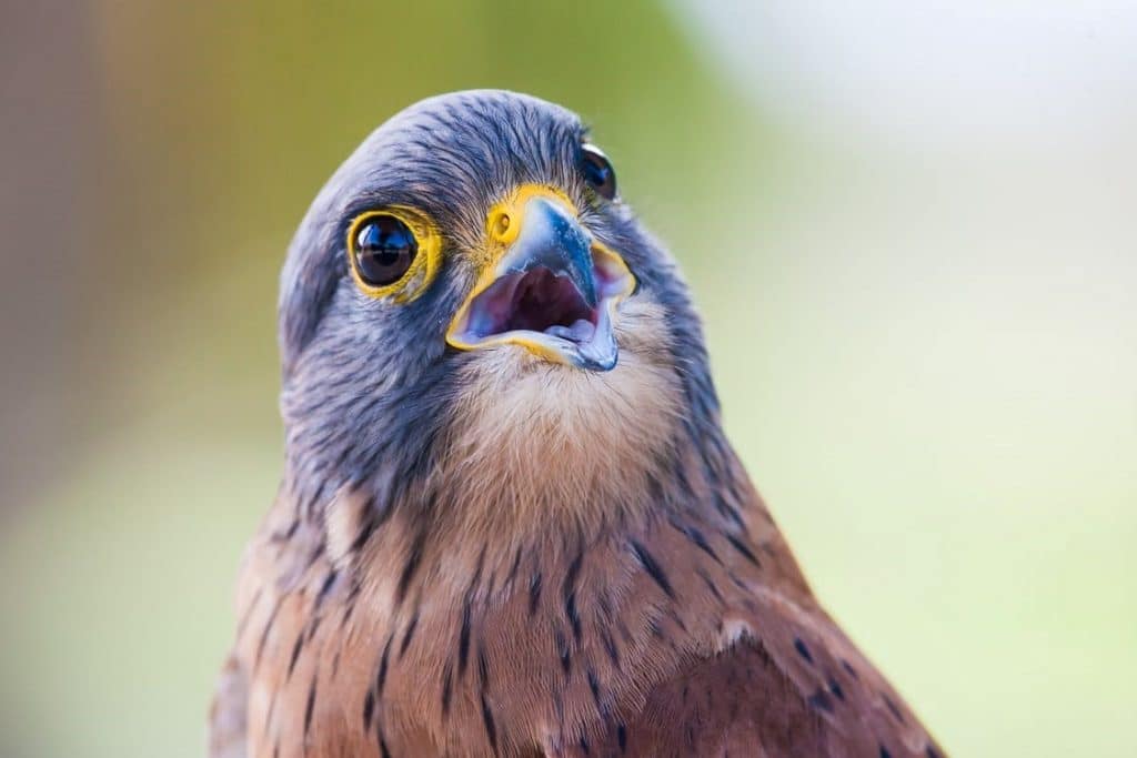 Brown and Gray Bird